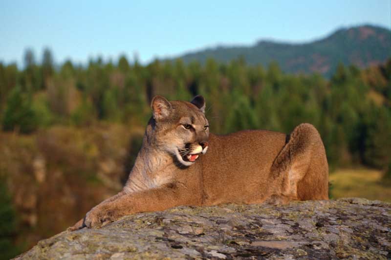 Tablou Puma