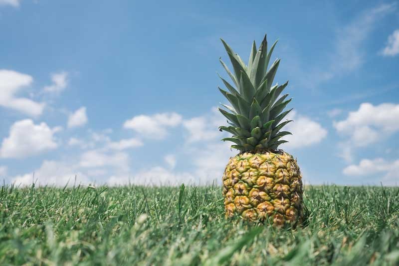 Tablou Ananas