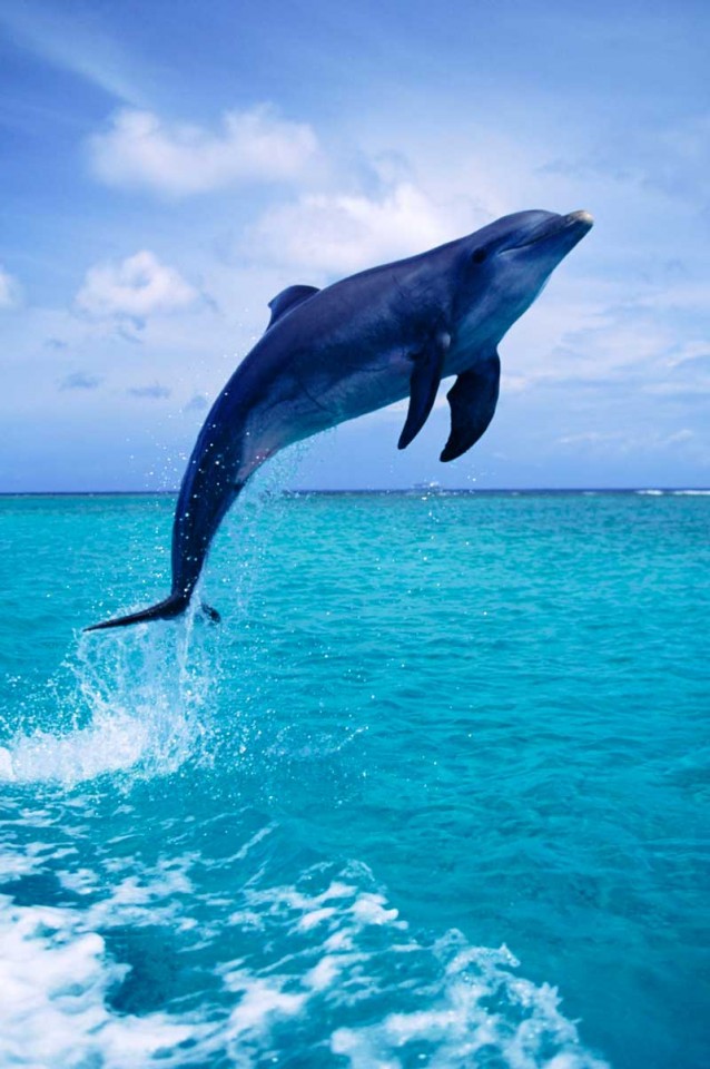 Tablou Delfin