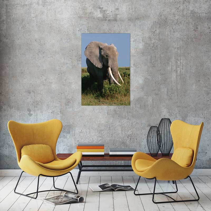 Tablou Elefant