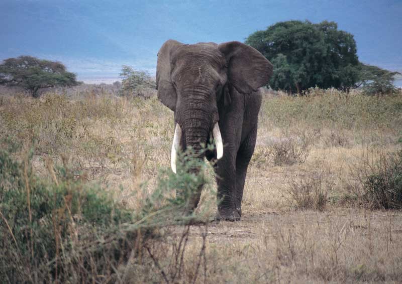 Tablou Elefant