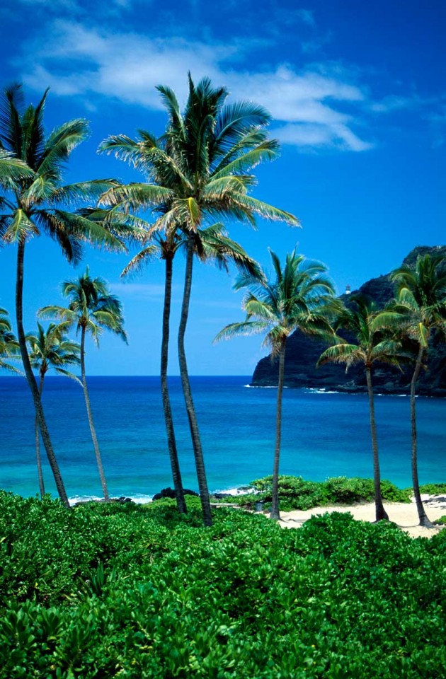 Tablou Paradisul Tropical