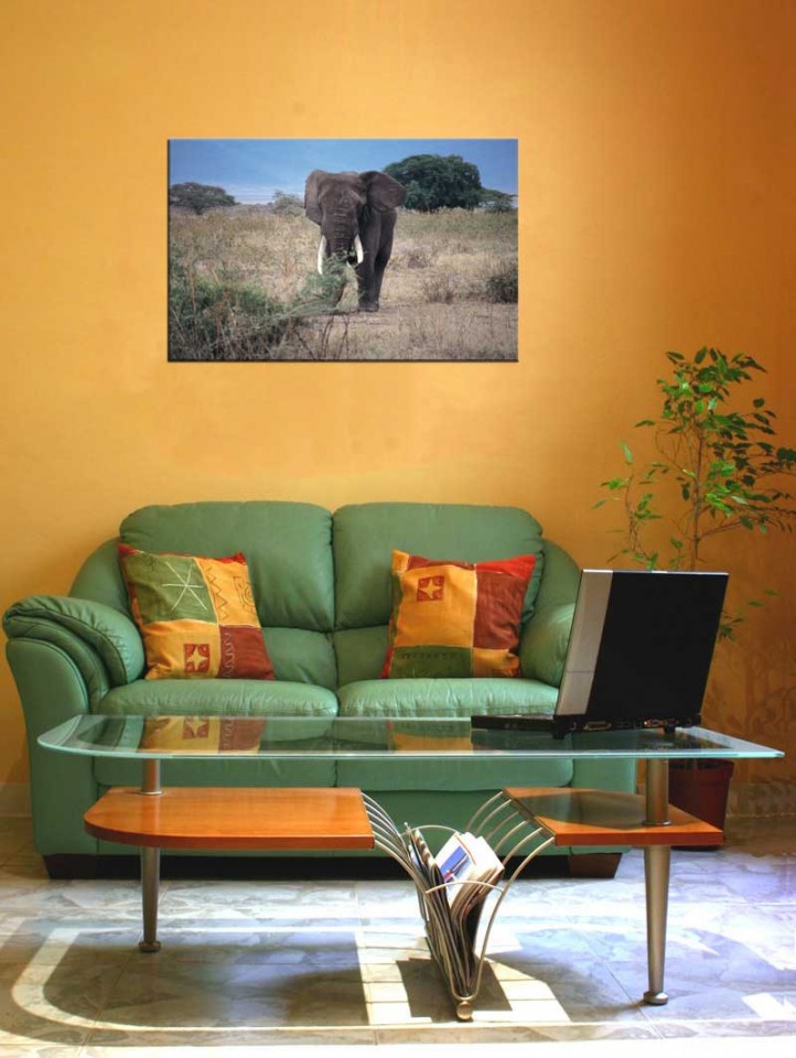 Tablou Elefant
