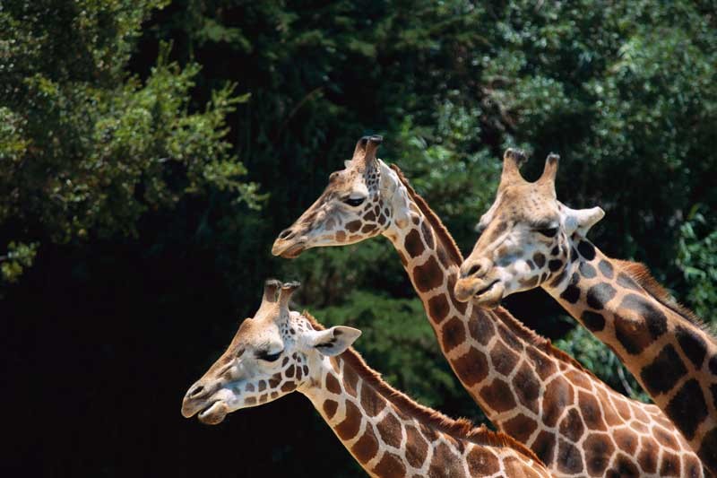 Tablou Girafe