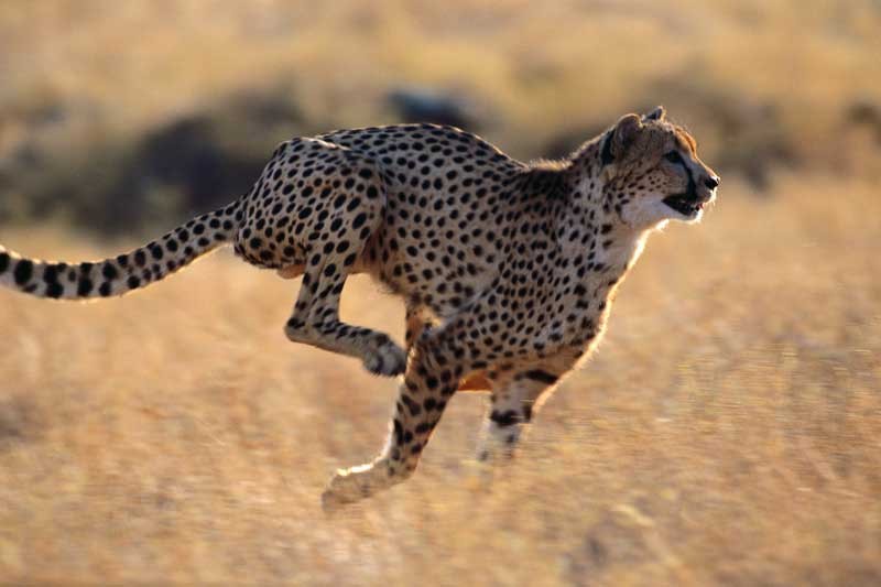 Tablou Leopard