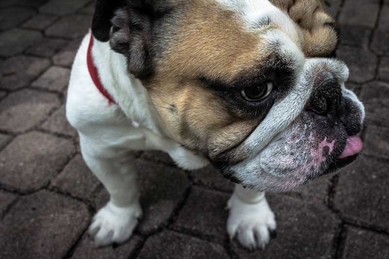 Tablou Bulldog