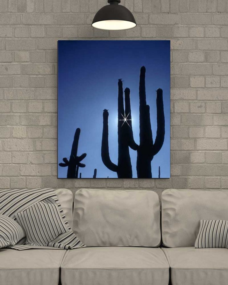 Tablou Cactus