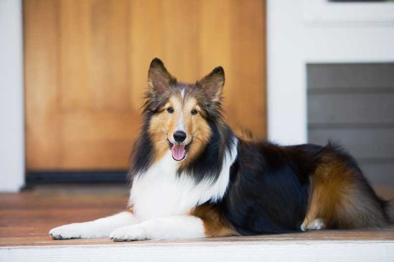 Tablou Caine Collie