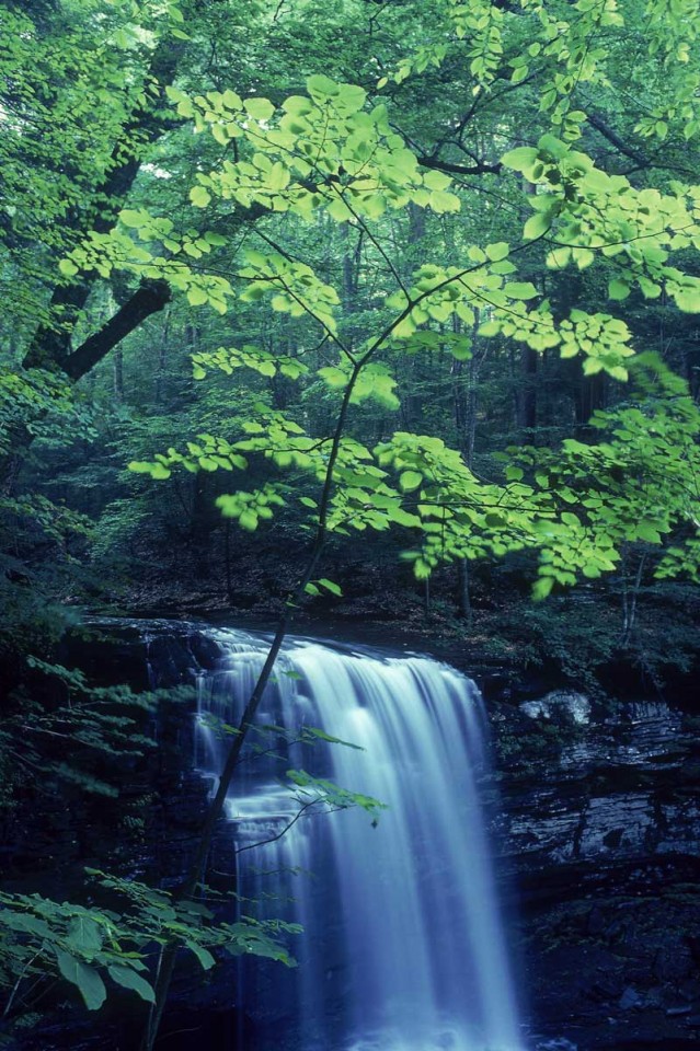 Tablou Cascada