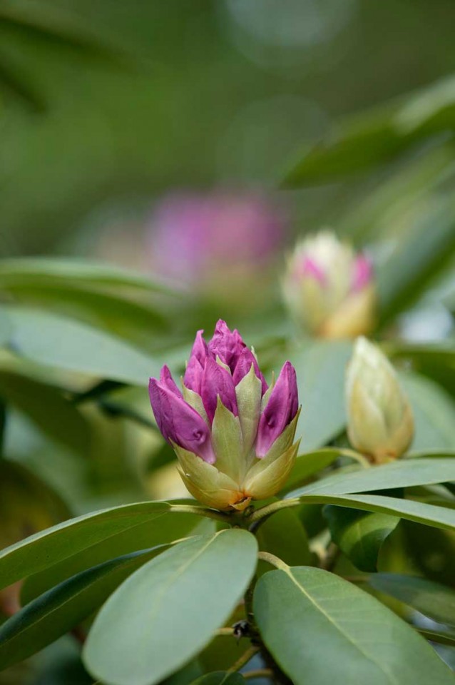 Tablou Flori