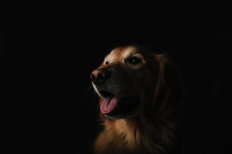 Tablou Golden Retriever