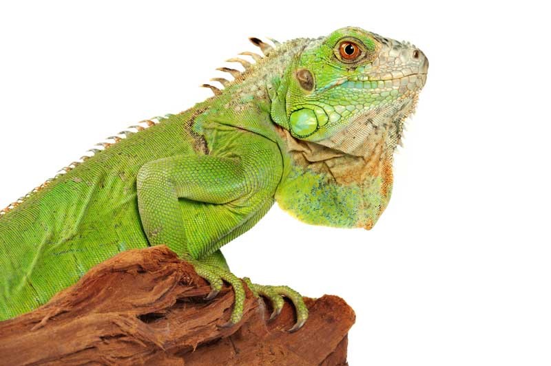 Tablou Iguana