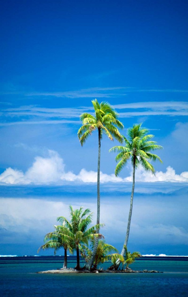 Tablou Paradisul Tropical
