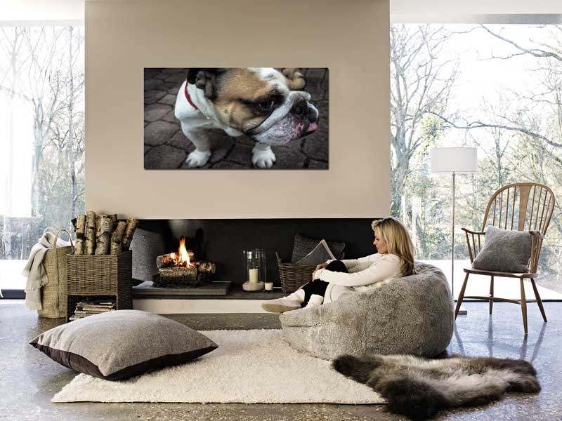 Tablou Bulldog