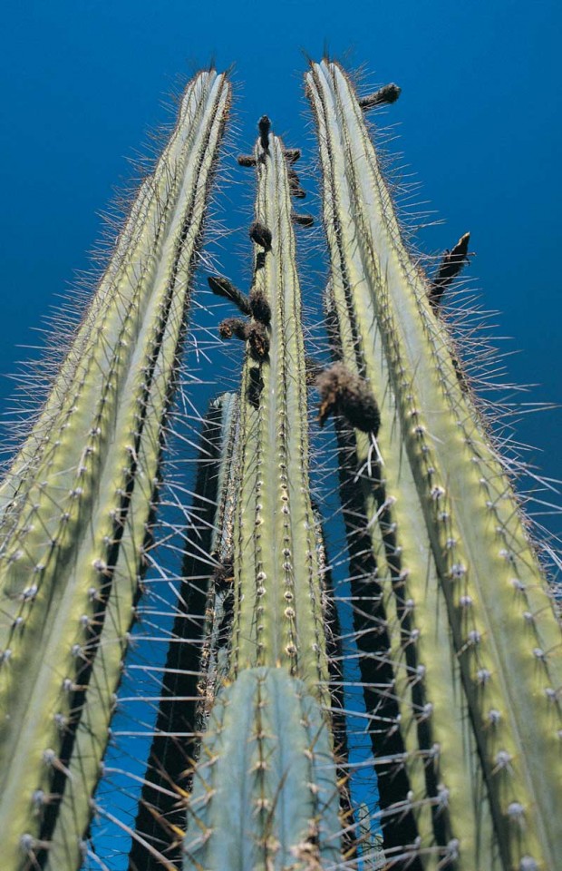 Tablou Cactus