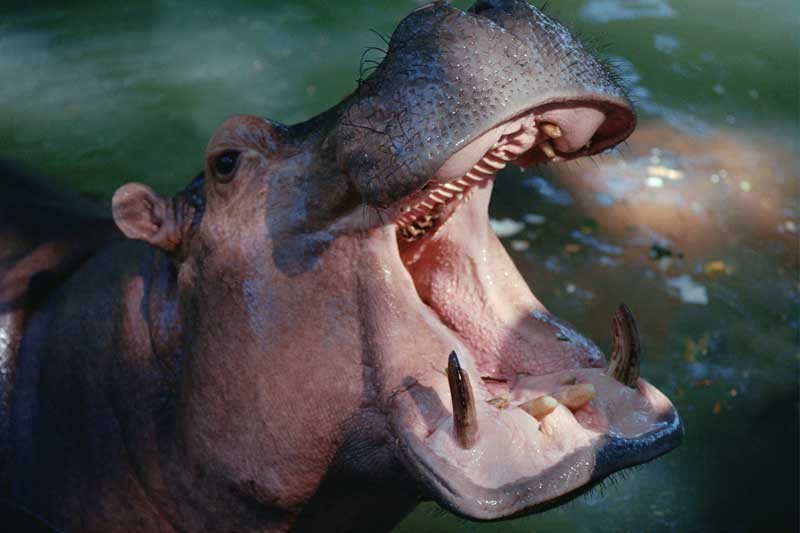 Tablou Hipopotam