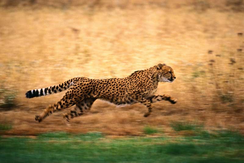 Tablou Leopard in actiune