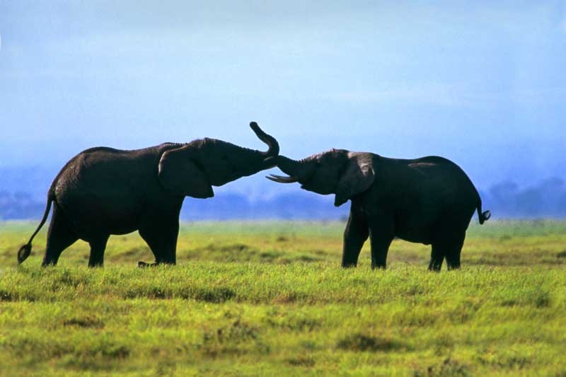 Tablou Multicanvas Elefanti pe Camp