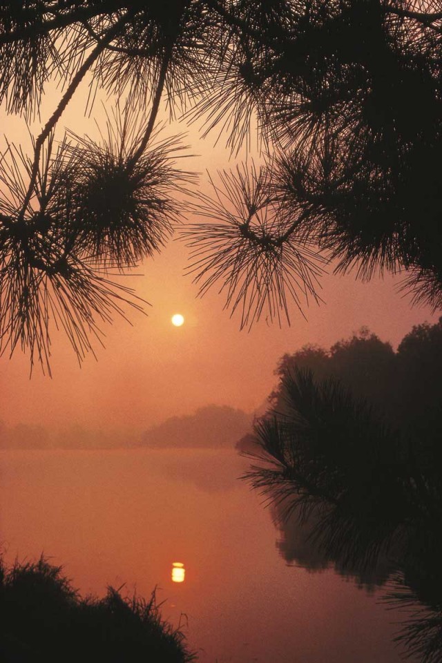 Tablou Natura