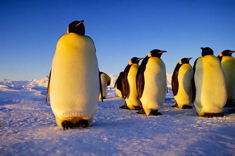 Tablou Pinguini