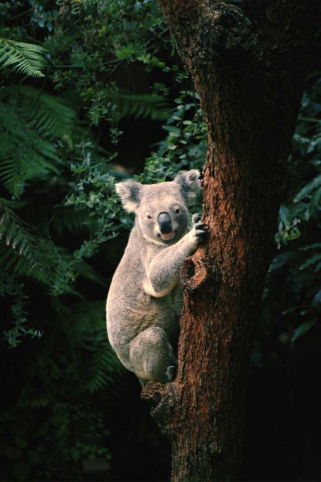 Tablou Urs Koala
