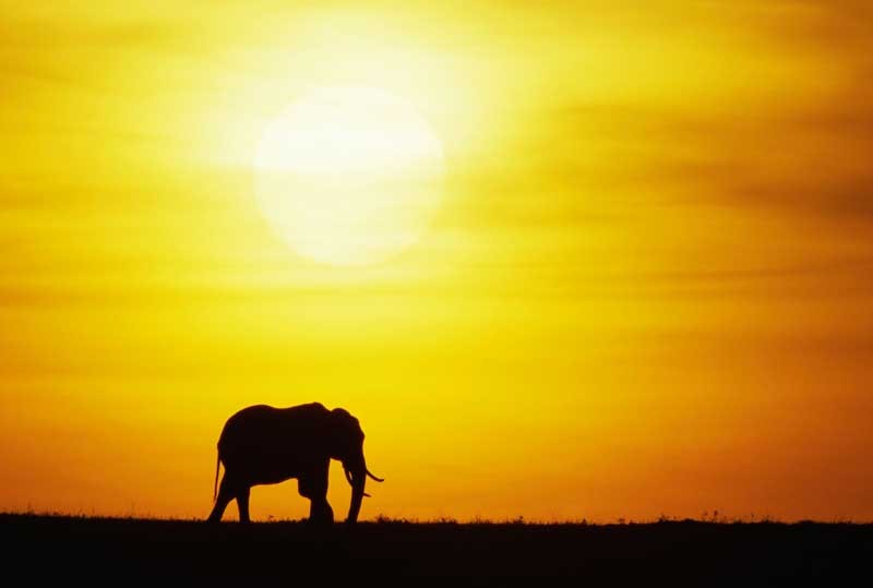 Tablou Elefant