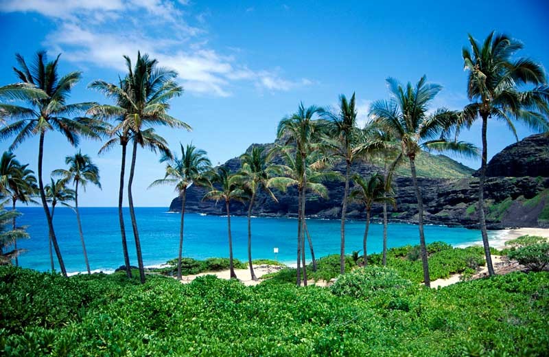 Tablou Paradisul Tropical