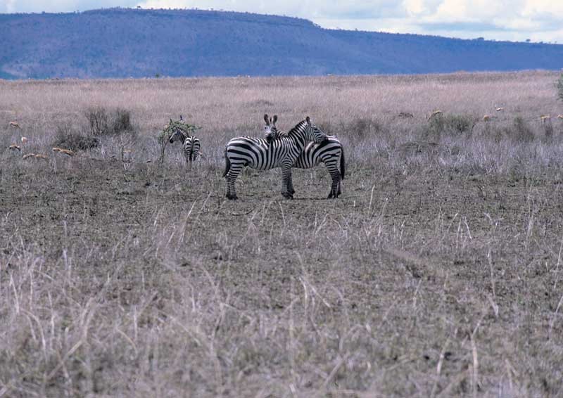 Tablou Zebra