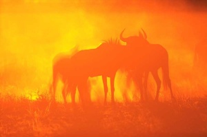 Tablou Africa