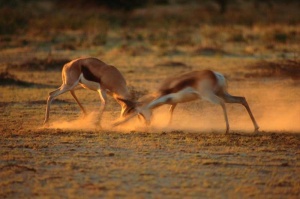 Tablou Antilope