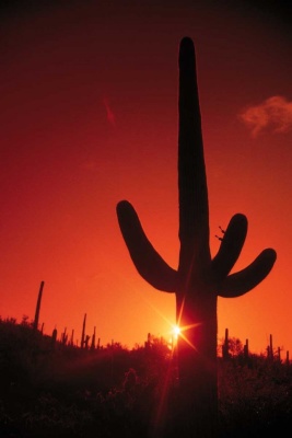 Tablou Cactus in Lumina Apusului