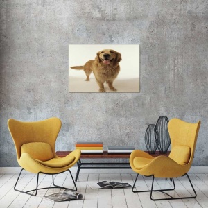 Tablou Caine Golden Retriever