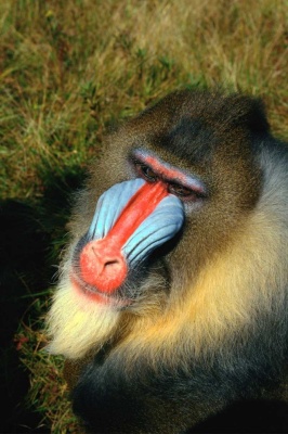 Tablou Mandril Maimuta