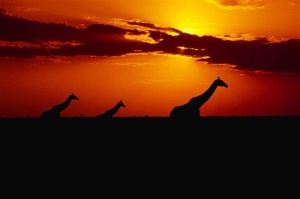 Tablou Multicanvas Girafe la Apus