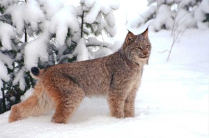 Tablou Pisica de Munte