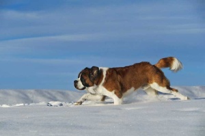 Tablou Saint-Bernard