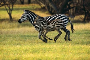 Tablou Zebre mama si pui