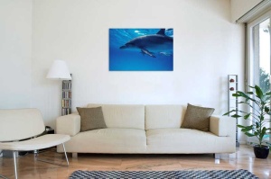 Tablou Delfin