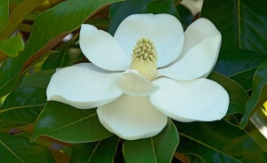 Tablou Floare