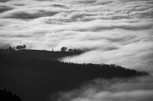 Tablou Padure Alb-Negru