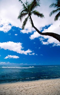 Tablou Paradisul Tropical