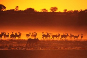 Tablou Africa