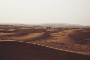 Tablou Copacii din Desert