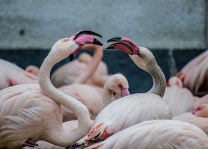 Tablou Flamingo