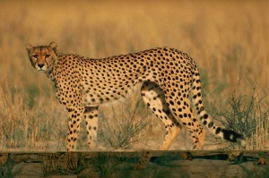 Tablou Leopard