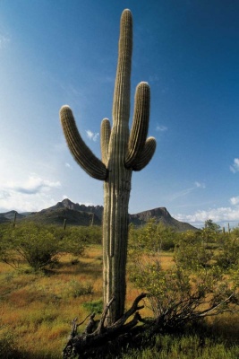 Tablou Cactus
