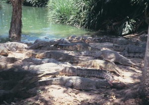 Tablou Crocodili