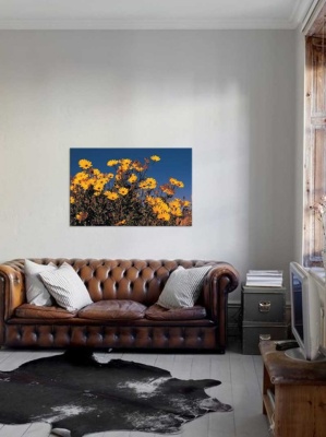 Tablou Flori de camp
