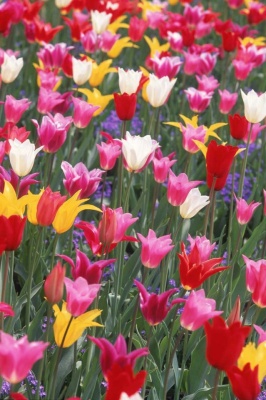 Tablou Flori