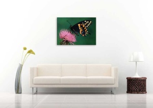 Tablou Fluture